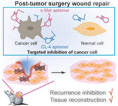 Aptamer Functionalized Hydrogel Dressings for Post-Surgery Tumor Recurrence Inhibition and Tissue Reconstruction