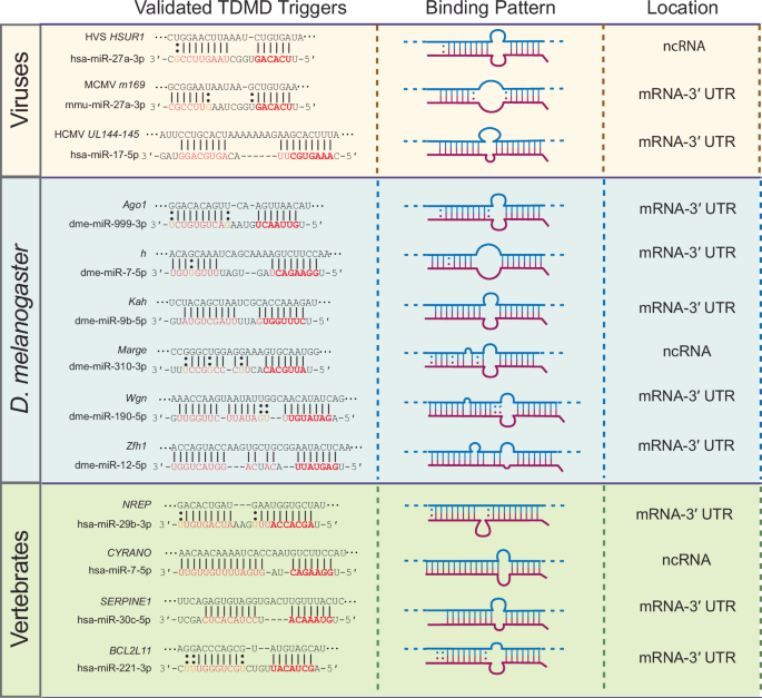 Translation suppresses exogenous target RNA-mediated microRNA decay
