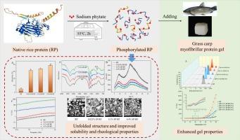 Incorporation of modified rice protein improves gel quality of grass carp myofibrillar proteins: An insight into sodium phytate-mediated phosphorylation