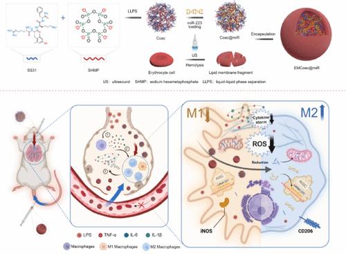 Polyphosphate- and Antioxidant Peptide-Based Coacervate Delivers miRNA