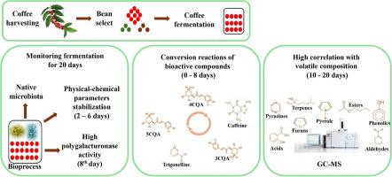 Impact of fermentation time on the bioactive and volatile composition of coffee: Insights for producers and researchers