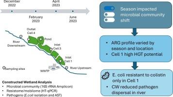 Constructed wetlands as nature-based barriers: Mitigating antimicrobial resistance and pathogen dispersal in riverine systems