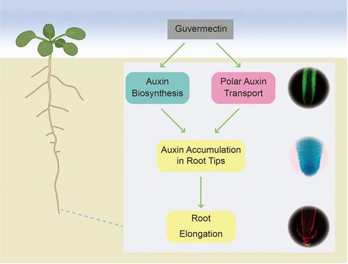 Novel Plant Growth Regulator Guvermectin Promotes Root Development by Modulating Auxin Signaling