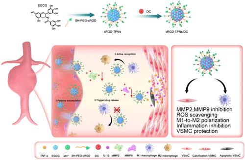 Precision Drug Delivery for Multifunctional Treatment of Abdominal Aortic Aneurysm Using Bioactive Tea Polyphenol Nanoparticles