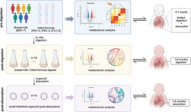Multistage Metabolomic Analyses Reveal the Differential Effects of Infant Formula and Breast Milk on the Growth and Development of Human Small Intestinal Organoids