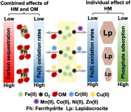 Enhanced Organic Matter Sequestration and Phosphate Adsorption by Fe Oxides Generated from Abiotic Fe(II) Oxidation in the Presence of Heavy Metals