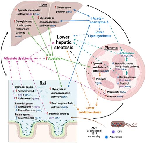 Advanced Microbiome Therapeutics Accelerate MASLD Recovery by Restoring Intestinal Microbiota Equilibrium and the Gut-Liver Axis in a Mouse Model