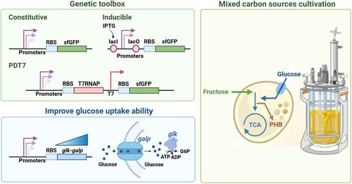 Rewiring Cupriavidus necator for Enhanced Polyhydroxybutyrate Production via Genetic Toolkits and Feeding Strategy