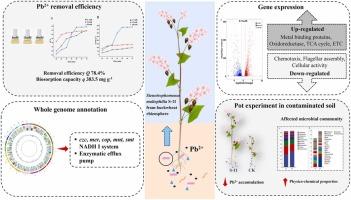 Multi-omics analysis of Stenotrophomonas maltophilia S-11 reveals its potential for Pb2+ bioremediation in contaminated soil
