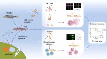 Chronic exposure to environmental concentrations of enrofloxacin impairs neutrophil function in zebrafish via HPT axis disruption and hematopoietic dysregulation