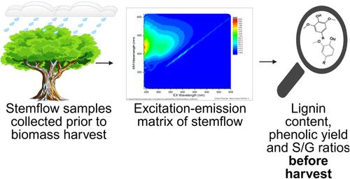 Stemflow Fluorescence Predicts Lignin Composition and Phenolic Monomer Yield for Trees