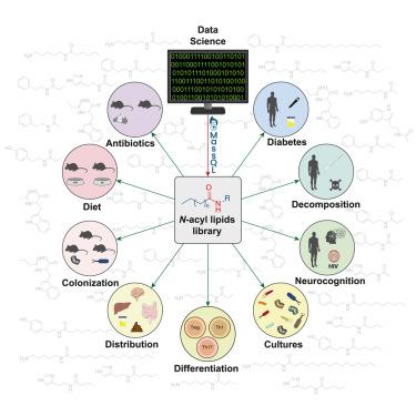 The microbiome diversifies long- to short-chain fatty acid-derived N-acyl lipids