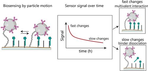 Understanding Fast and Slow Signal Changes in a Competitive Particle-Based Continuous Biosensor