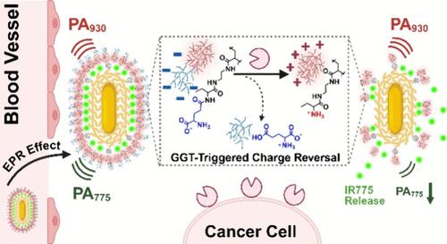 Quantitative Near-Infrared Photoacoustic Imaging of Gamma-Glutamyl Transpeptidase Activity in Tumors