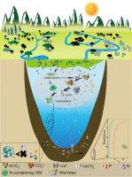 Authigenic CaCO3 precipitation contributes to the stabilization of algal-derived organic carbon in karst lake