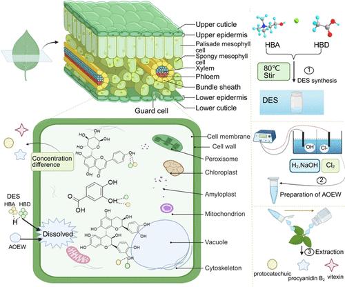 A Novel Green and Efficient Strategy for Natural Products by Extraction with Acidic Electrolytic Oxidation Water-Assisted Deep Eutectic Solvent
