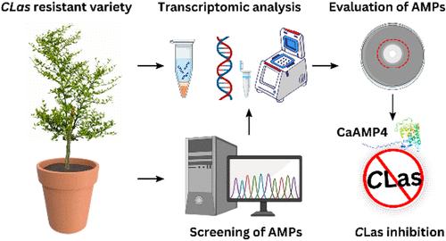 Comprehensive Transcriptomic Profiling of Citrus australasica Unveils Antimicrobial Peptides and Immune Pathways for Huanglongbing Tolerance