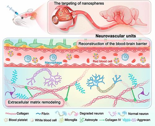 Inflammatory Oriented Nanospheres-Reconstructed Extracellular Matrix in Ischemic Stroke