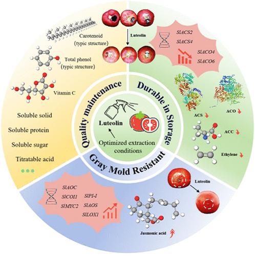 Identification Mechanisms of Luteolin Improve the Storability and Resistance to Botrytis cinerea in Tomato