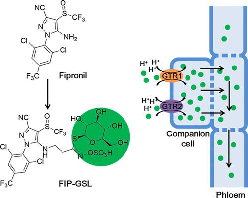 Synthesis, Translocation, and Biological Activity of an Artificial Glucosinolate with a Fipronil-Based Aglycone as a Vectorizing Agrochemical.