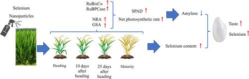Enhancing Rice Taste Quality and Selenium Availability through Foliar Application of Selenium Nanoparticles.