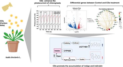 The Foliar Application of Carbon Dots Promoted the Photosynthesis Performance, Growth, and Pharmaceutical Ingredient Enrichment in Isatis tinctoria L