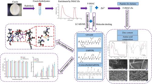 Enrichment of Zinc-Chelating Peptides from Casein Using IMAC and Their Zinc Binding Modes and Promoting Intestinal Zinc Absorption Activity.