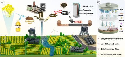 From waste to wealth: Cd-adsorbed rapeseed meal towards CdS-decorated nanocarbons for high-performance sodium metal batteries