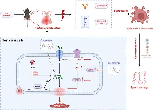 Quercetin, as a Nutritional Supplement, Protects against Iron Overload-Induced Testicular Dysfunction via Inhibiting Ferroptosis