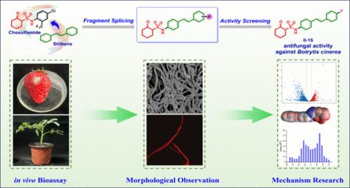 Design, Synthesis, and Antifungal Activity of Novel Stilbene Cyclohexyl Sulfonamide Derivatives against <i>Botrytis cinerea</i>.