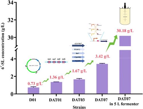 Engineered Escherichia coli as a Microbial Cell Factory for De Novo 6′-Sialyllactose Biosynthesis