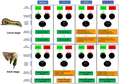 Regulation of feeding behaviors by key sugar and bitter gustatory receptors in Helicoverpa armigera