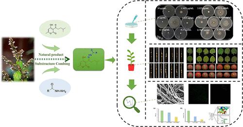 Synthesis, Antifungal Activity, and Potential Mechanism of Natural Product Pogostone Derivatives Containing an Acylhydrazone Scaffold