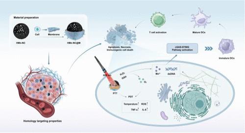 Membrane-Coated Hollow Manganese Nitrogen Carbon Nanocomposites Synergize Phototherapy and STING Activation for Immunogenic Tumor Microenvironment Remodeling