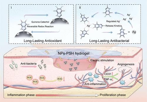 Silver–Catechol Dynamic Redox Chemistry Provides Hydrogel Dressings with Sustained Antioxidant and Antibacterial Activity for Chronic Wound Care