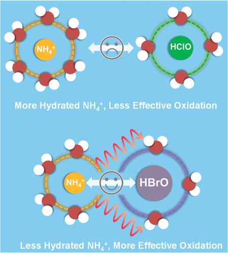 Elucidating Solvation Effects in Reactive Halogen Species-Initiated Ammonium Oxidation