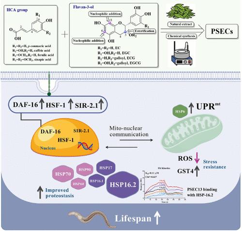 Undescribed Phenylpropanoid-Substituted Ester-Type Catechins from Green Tea Exert Antiaging Effects in Caenorhabditis elegans via Activating DAF-16, HSF-1, and Heat Shock Proteins