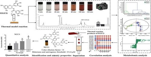 Discovery and identification of novel color compound formed from EGCG upon heating: Integrated multispectral, sensory evaluation, metabolomics, and nuclear magnetic resonance