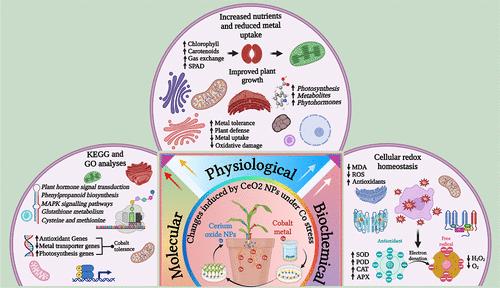 Cerium Oxide Nanoparticle Protects Maize from Cobalt Stress: Insights from Transcriptomics and Oxidative Stress Response Analysis