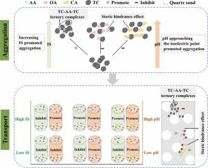 The influential mechanisms of solution chemistry on the stability and transport of vanadium-titanium magnetite tailing colloids