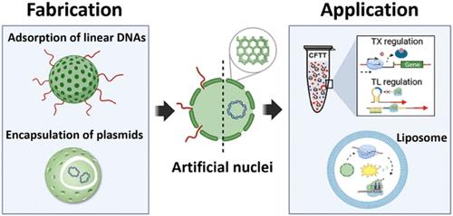 Tuning Covalent Organic Frameworks for Nucleic Acid Loading: Toward Creating a Hierarchical Artificial Cell