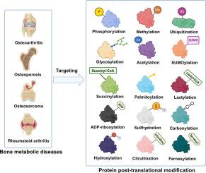 Targeting post-translational modifications: novel insights into bone metabolic diseases