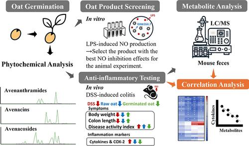 Phytochemical-Rich Germinated Oats as a Novel Functional Food To Attenuate Gut Inflammation