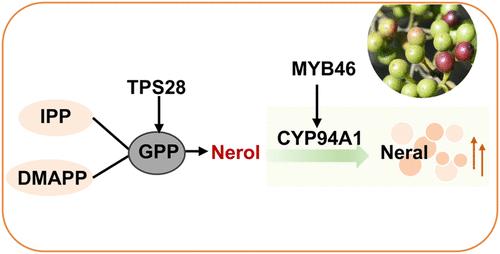 LcMYB46, a R2R3-MYB Transcription Factor, Promotes the Accumulation of Citral by Activating TPS-CYP Cascade in Litsea cubeba