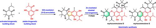 Biomimetic Synthesis of Myrtucommulones D–E