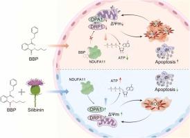 Multi-omics analysis reveals the molecular mechanism of silibinin rescue the toxic effects of butyl benzyl phthalate on porcine preimplantation embryos