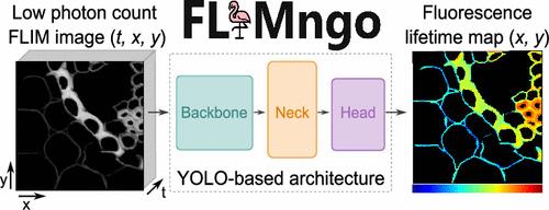 Deep Learning for Fluorescence Lifetime Predictions Enables High-Throughput In Vivo Imaging
