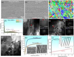 Microstructure, mechanical property and strengthening mechanism analysis of drop-cast and thermo-mechanically processed Co31.5Fe18.5Ni31.5Al18.5 eutectic high-entropy alloy
