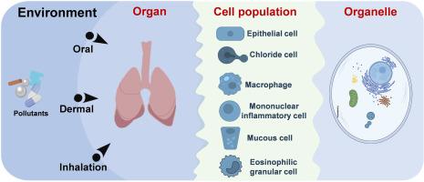 Pollutant distribution in vertebrates across scales: Organs, cells, and organelles