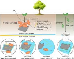 Mineral-bound lipid formation in soils and sediments: the importance of microbial pathways